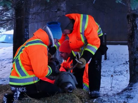 El rescate de Carrot: El venado que vivía con una flecha atravesada en la cabeza