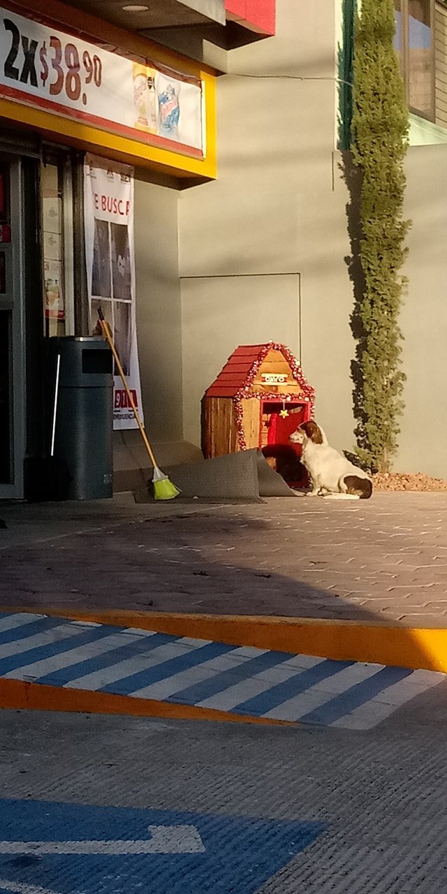 Migajón: El perrito que tiene su propia casa en un Oxxo