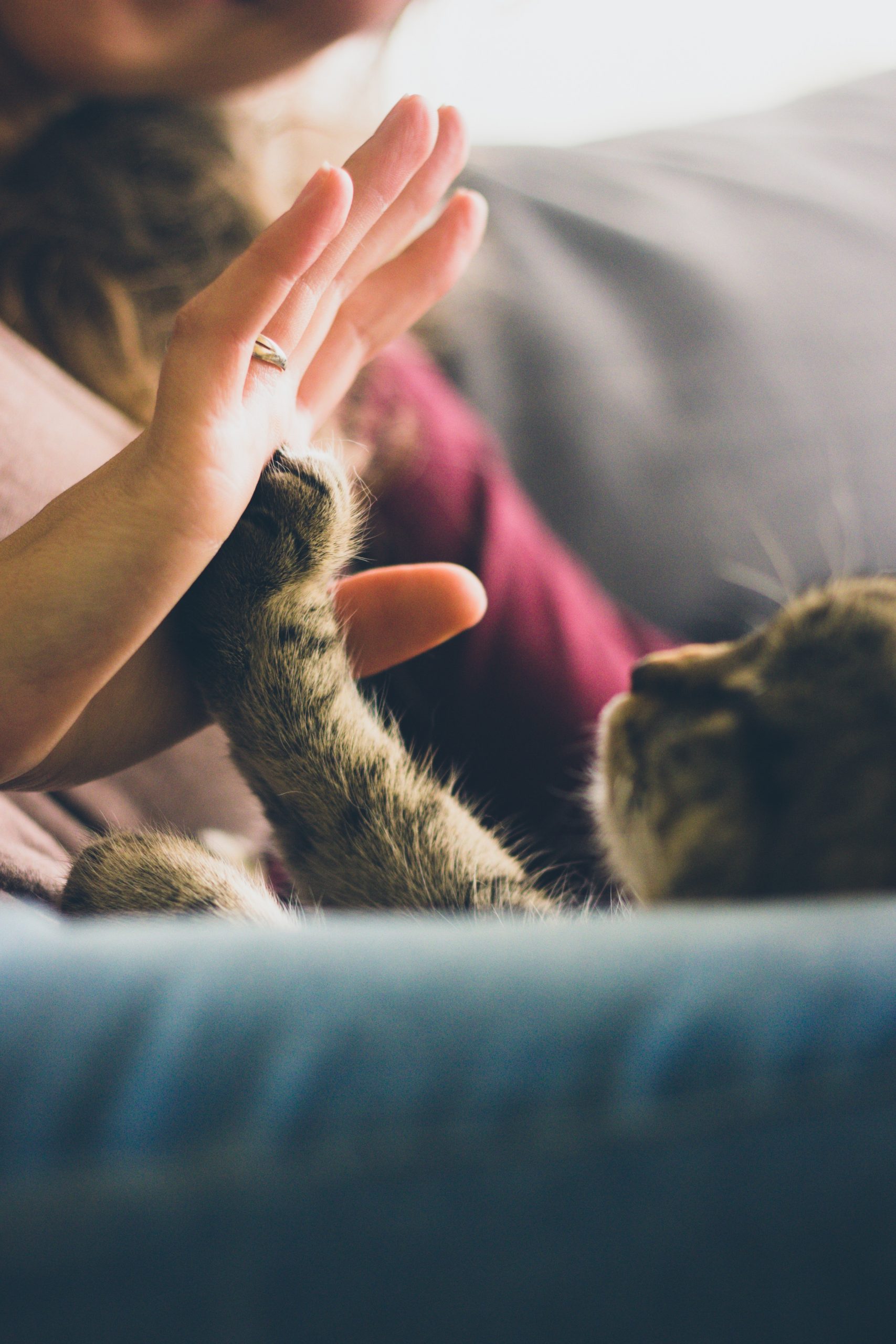 Kiki: La gatita que se perdió y pudo regresar a casa después de siete años 