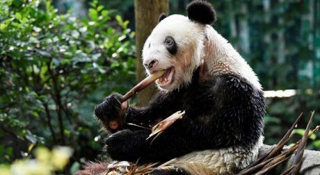 ¡Llévame a mí! Murió ‘XinXing’, el panda más longevo del mundo