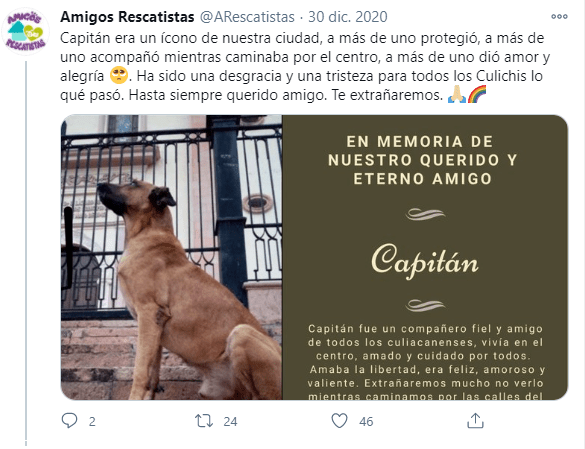 Lagrimita mil: Gente recuerda a Capitán, el 'Hachiko' de Culiacán que todos amaban