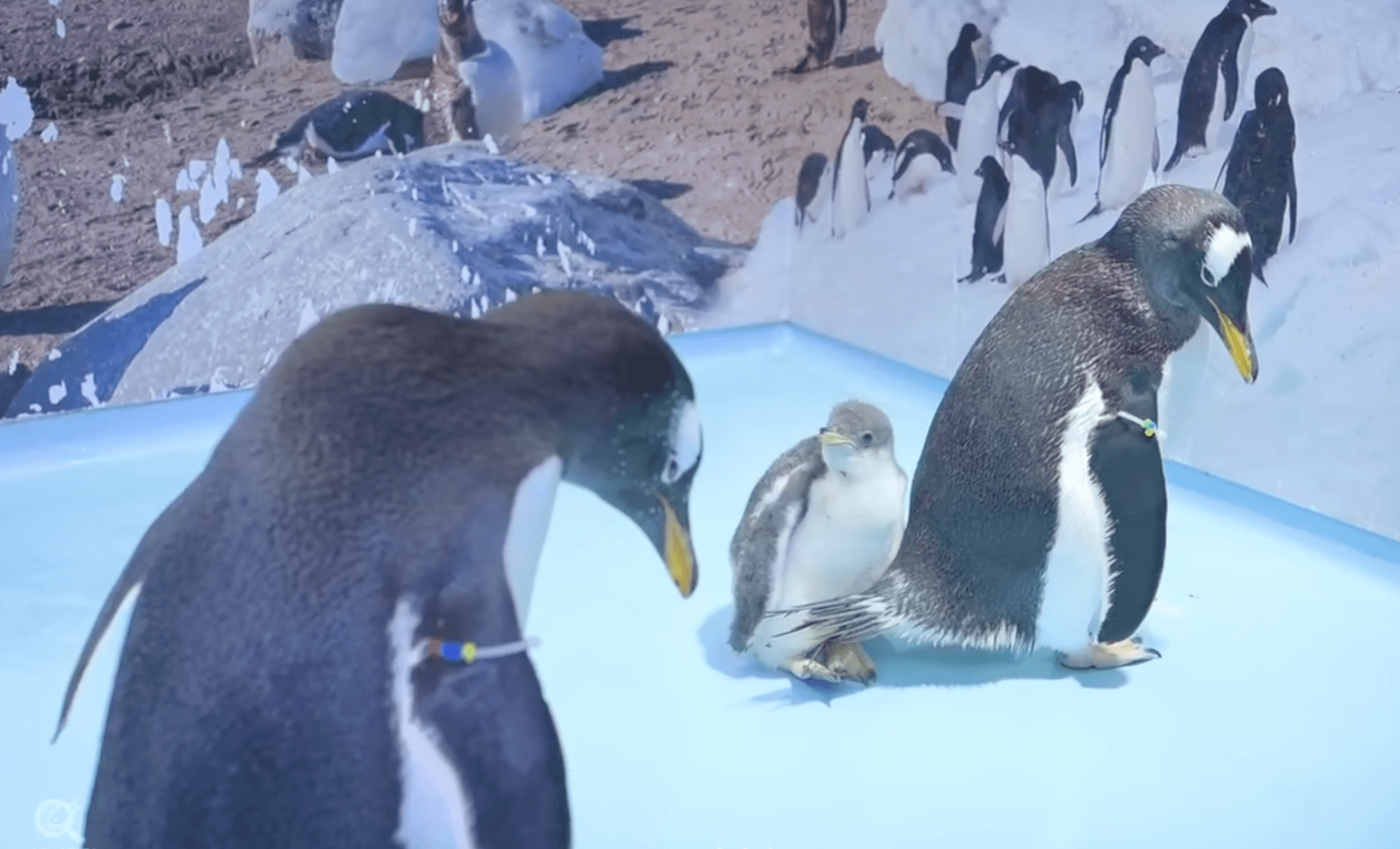 Owww: Conoce a Alex, el primer pingüino orgullosamente chilango