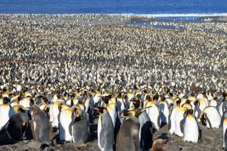 ¡Sonrían y saluden! Descubren al único pingüino amarillo en el mundo 