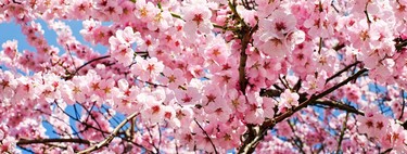 El espectáculo de los cerezos en flor en China os dejará sin habla 