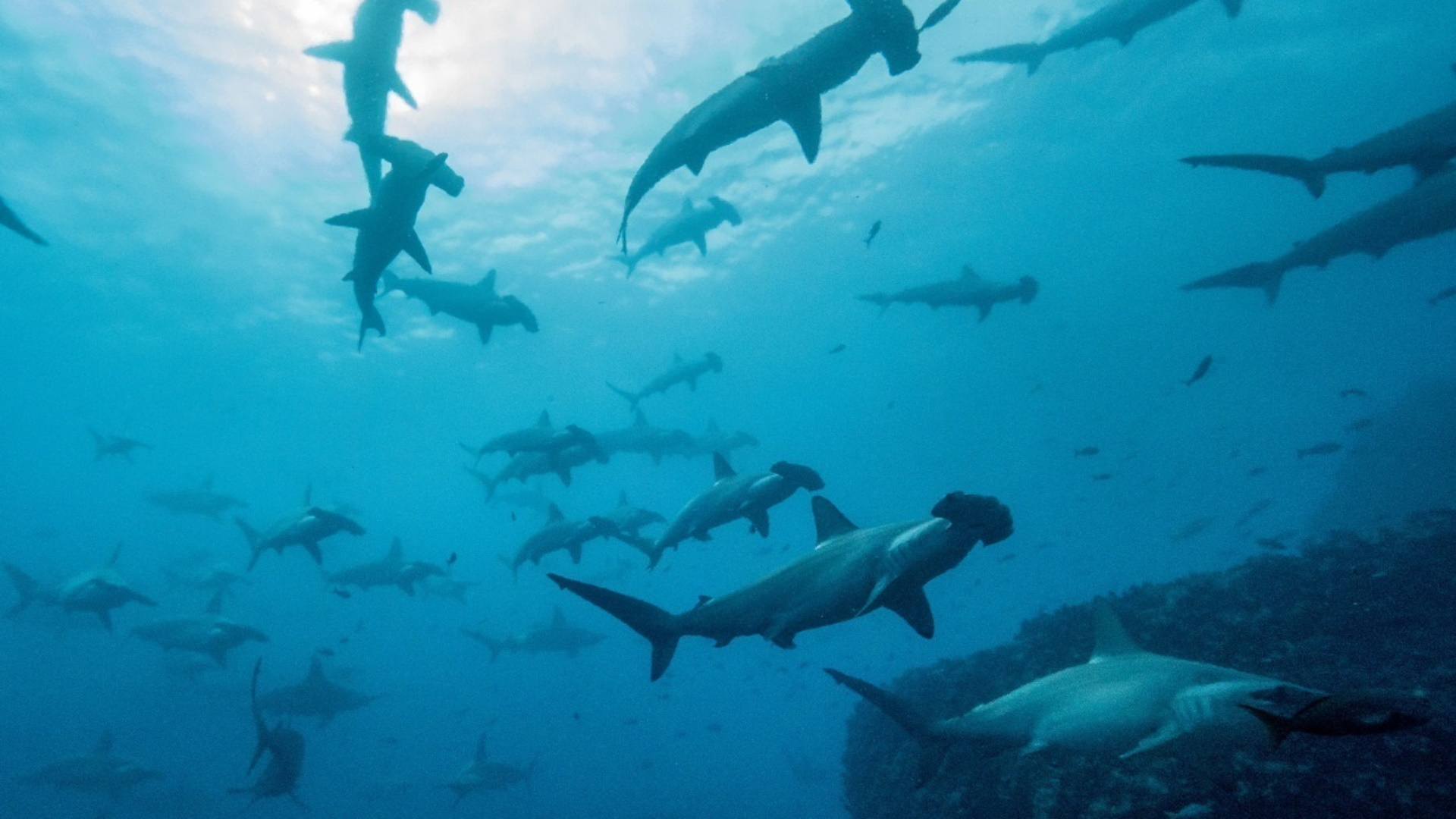 Tiburón martillo Fotografía cedida por el Parque Nacional Galápagos que muestra tiburones martillo en la isla de Darwin, en el norte de las Galápagos (Ecuador). Foto de EFE/ Parque Nacional Galápagos