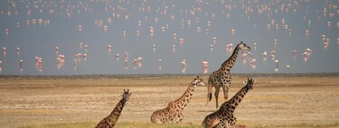 Por qué el lago Manyara cautivó a Hemingway en Tanzania