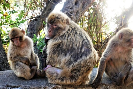 Familia De Macacos En Gibraltar E1612122578840