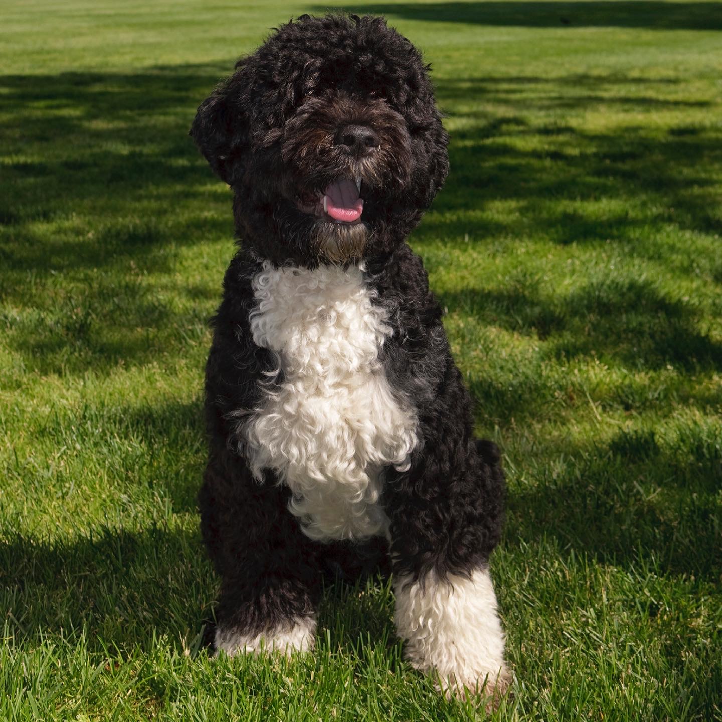 Murió Bo, el perrito de los Obama