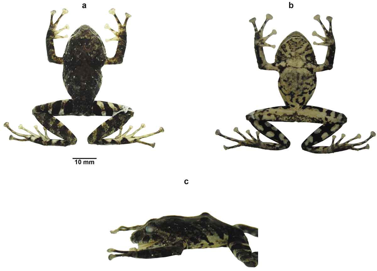 Científicos nombran como Led Zeppelin a una nueve especie de rana 