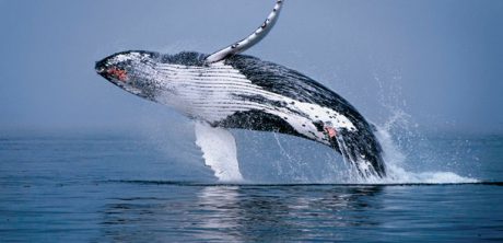 Michael Packard: El pescador que fue tragado por una ballena y vivió para contarlo