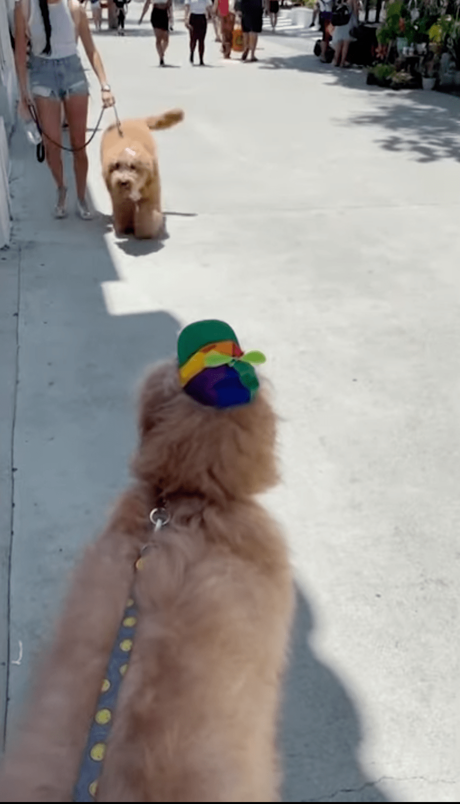 Así reaccionaron estos perritos cuando se reencontraron tras un año sin verse