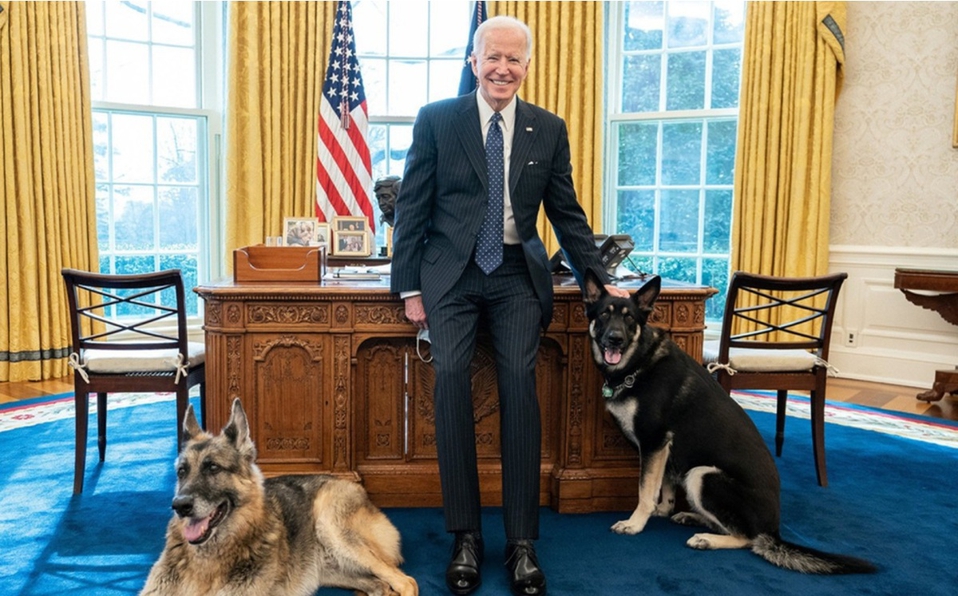 Murió Champ, el pastor alemán de Joe Biden