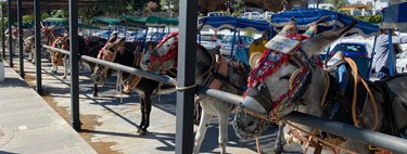 Actividades en la Costa del sol: un paseo en burro-taxi en Mijas