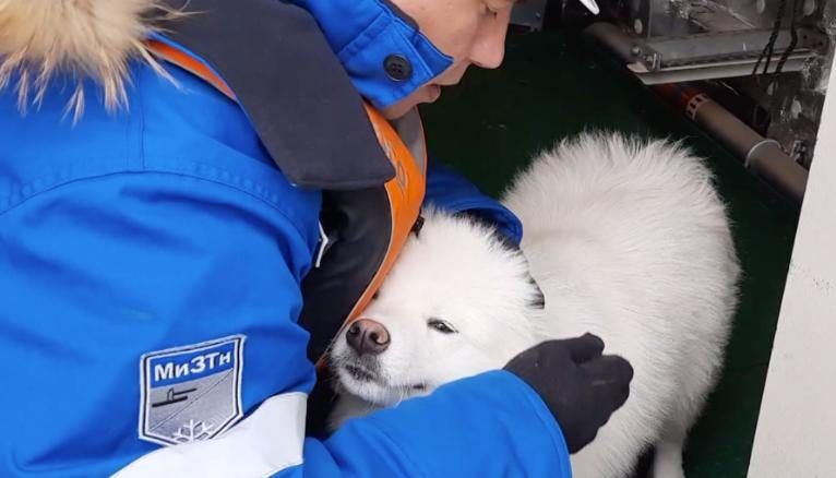 ¡Héroes sin capa! Marineros rusos rescatan a una perrita que estaba perdida en el Ártico