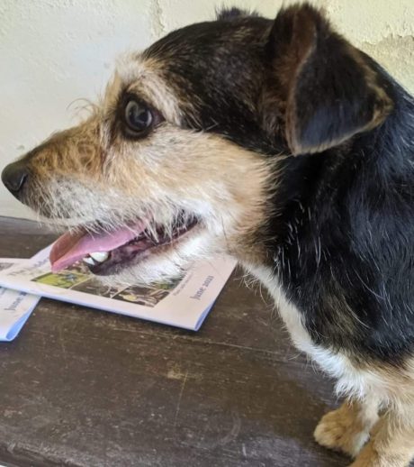 Esta perrita se reunió con su familia tras estar casi 11 años desaparecida