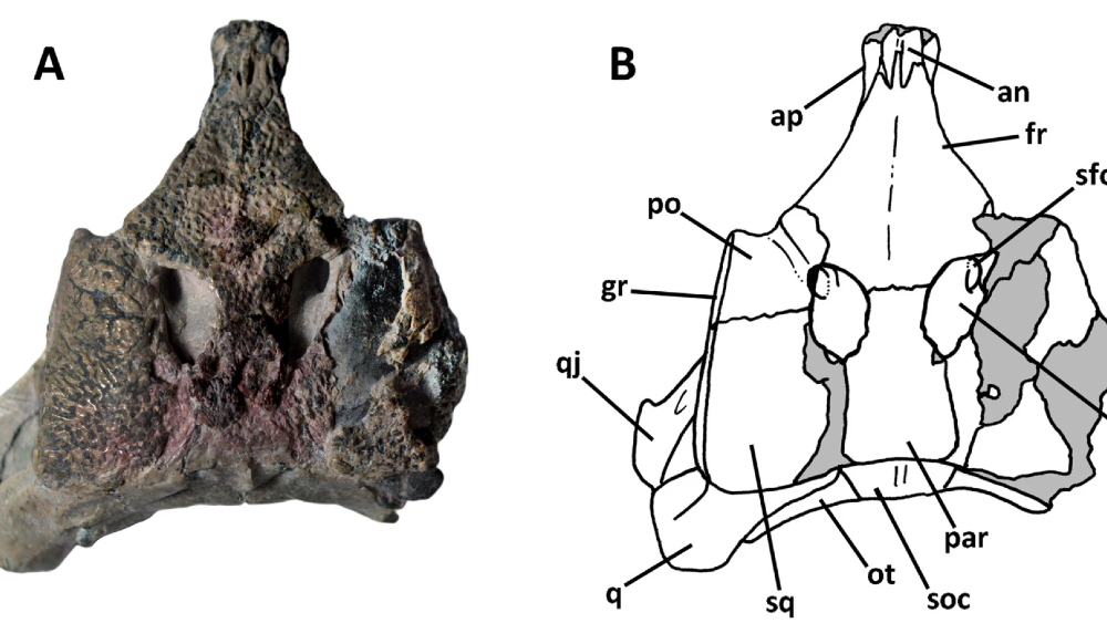 cocodrilos Chile cocodrilo prehistórico