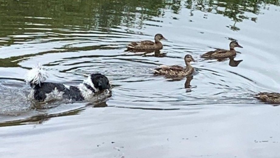 Héroe sin capa: Joven salva a perrito que se ahogaba en un lago