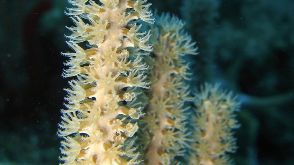 UNAM busca opciones para conservación de arrecifes de coral. Foto de UNAM