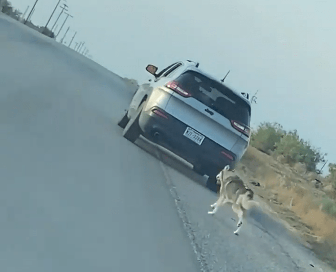 Detienen a un hombre que fue captado abandonando a un perro en plena carretera