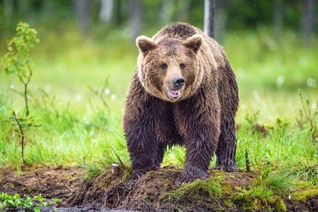 ¿Ojo por ojo? Oso pardo se come a turista y en respuesta lo matan