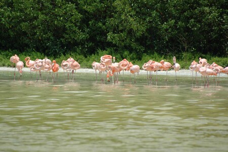 Flamencos Reserva Ría México