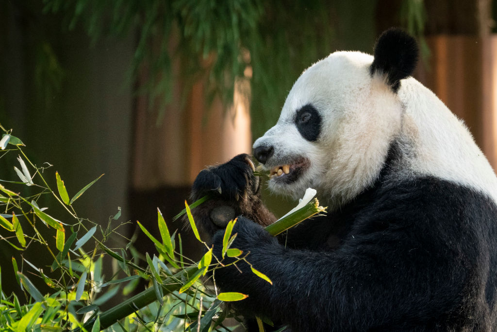 Anuncian en China que los pandas ya no están en peligro de extinción