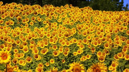 Ruta De Los Girasoles De La Bureba