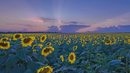 Ruta De Los Girasoles Por Los Mejores Campos De Espana