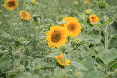 Campos Girasoles