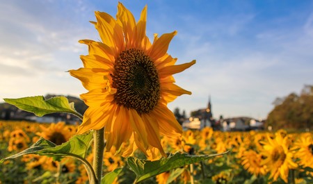 Girasoles Soria