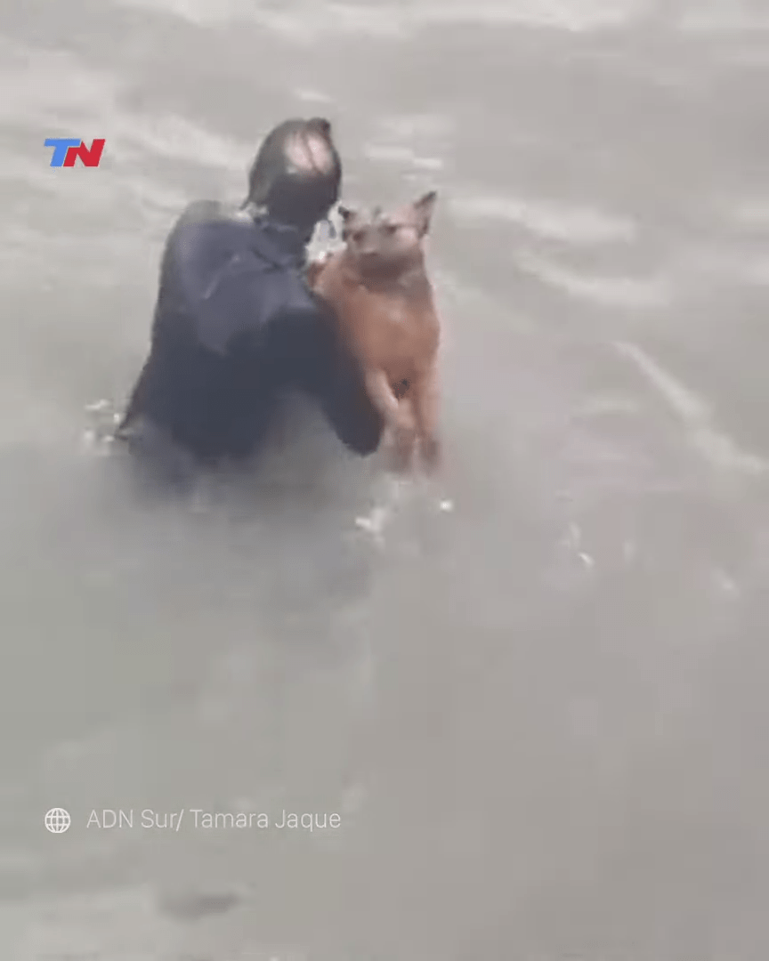 ¡Qué rifado! Hombre se lanza al mar para rescatar a un perrito que se ahogaba