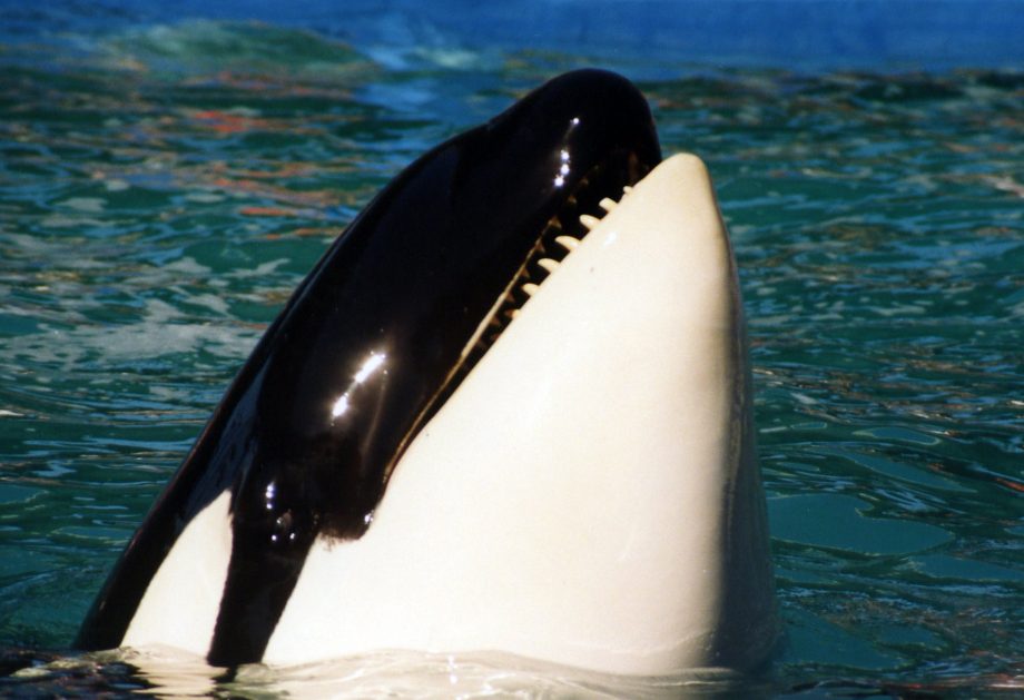 Ay, no: León marino se sube al barco de una mujer para escapar de un grupo de orcas