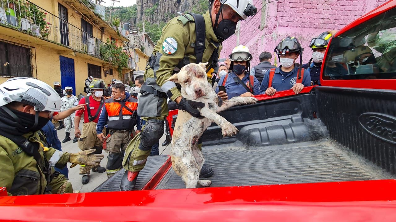 Rescatan con vida a una perrita que quedó atrapado en el Cerro del Chiquihuite