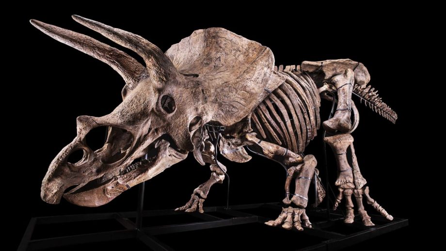 Subastarán a "Big John", el esqueleto más grande de triceratops en el mundo