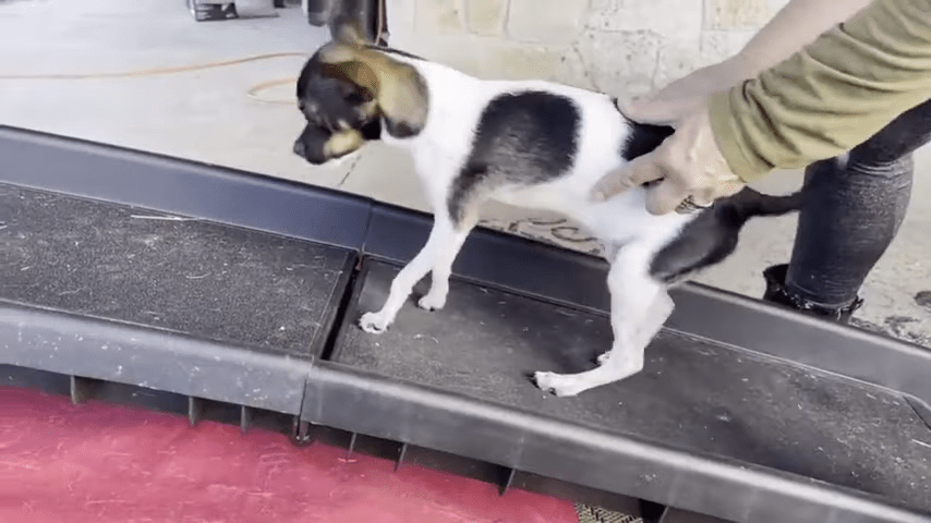 ¡Bravo! Perrito que nació con las patas al revés recibe tratamiento para poder caminar