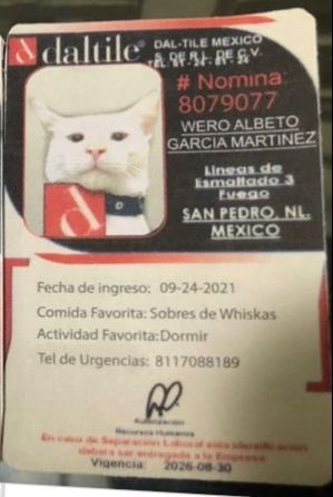 Con todo y gafete: Empresa adopta y contrata a gatito callejero como vigilante