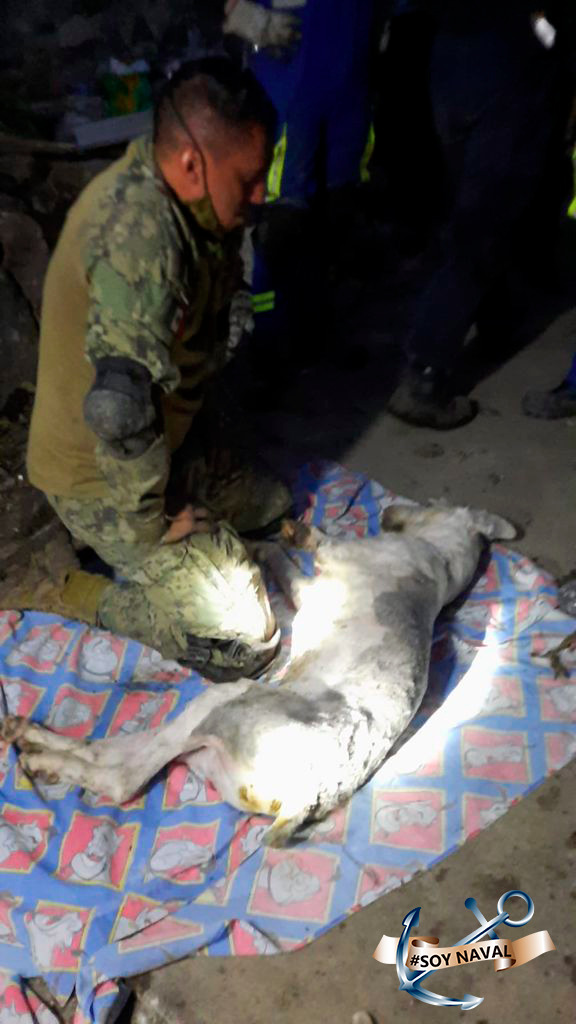 Marino lucha por reanimar a un perrito en el Cerro del Chiquihuite