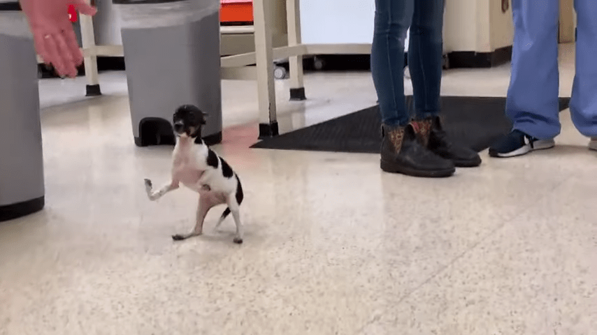 ¡Bravo! Perrito que nació con las patas al revés recibe tratamiento para poder caminar