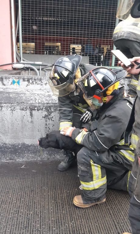 ¡Se rifaron! Bomberos de CDMX rescatan a un perrito que cayó a una fosa pluvial