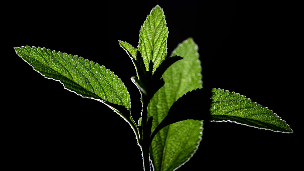 planta Juanilama Lippia alba