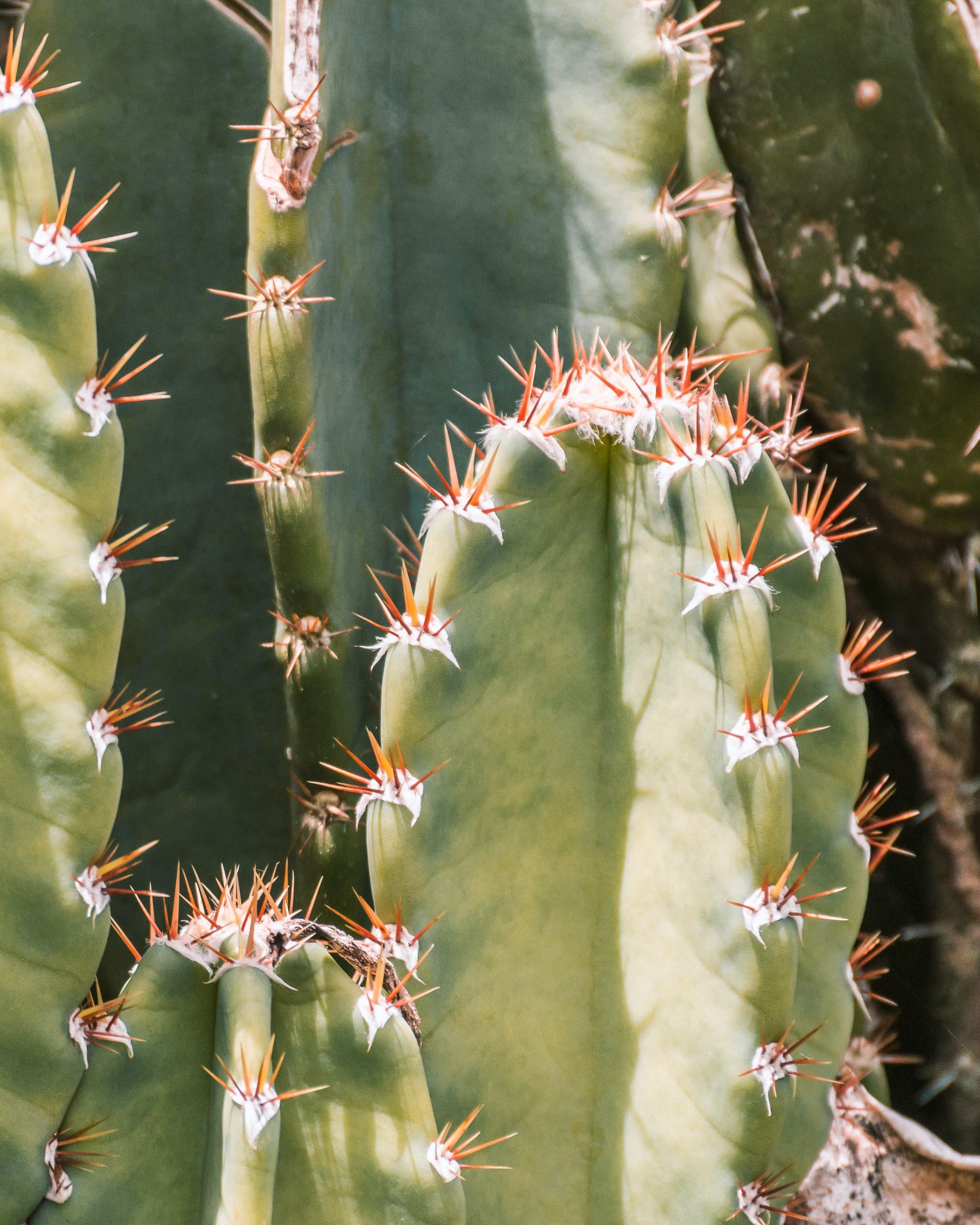 "Parecen marranos": Extranjero se burla de los mexicanos por comer nopales 