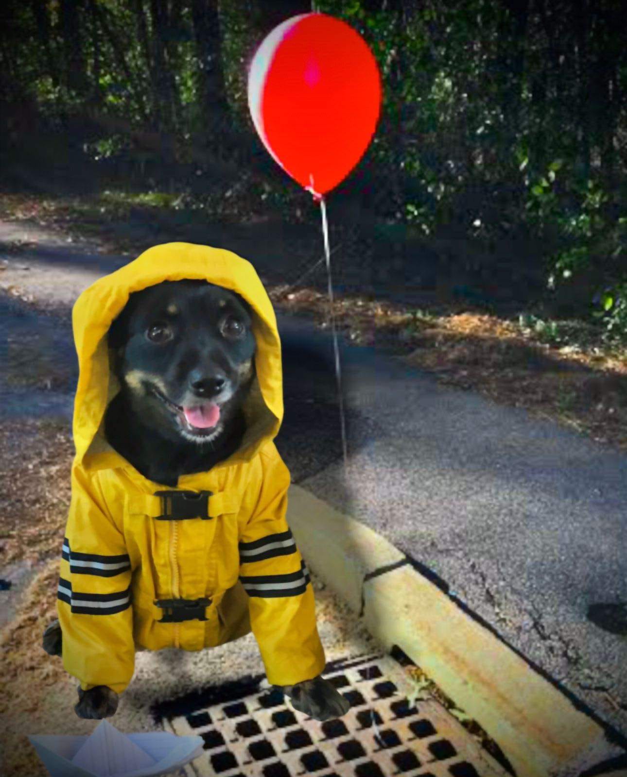 ¡Qué hermosos! Veterinaria organiza concurso de disfraces y las fotos son una joya