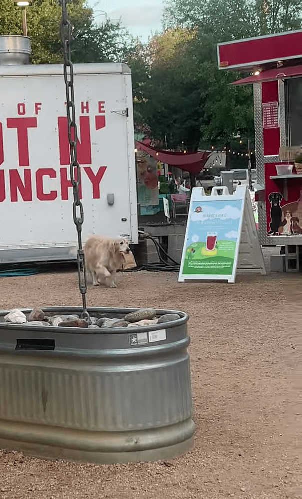 ¿El empleado del año? Perrito es el repartidor estrella de un food truck y se hace viral