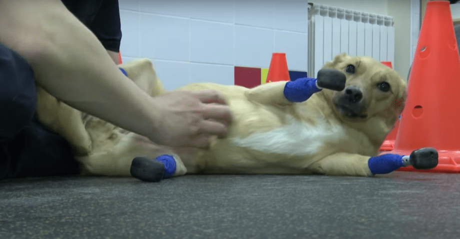 Awww: Perrita recibe cuatro prótesis gracias a una 'coperacha' en internet