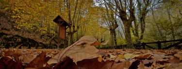 Citas para fotografiar el otoño: Fragas do Eume, A Coruña