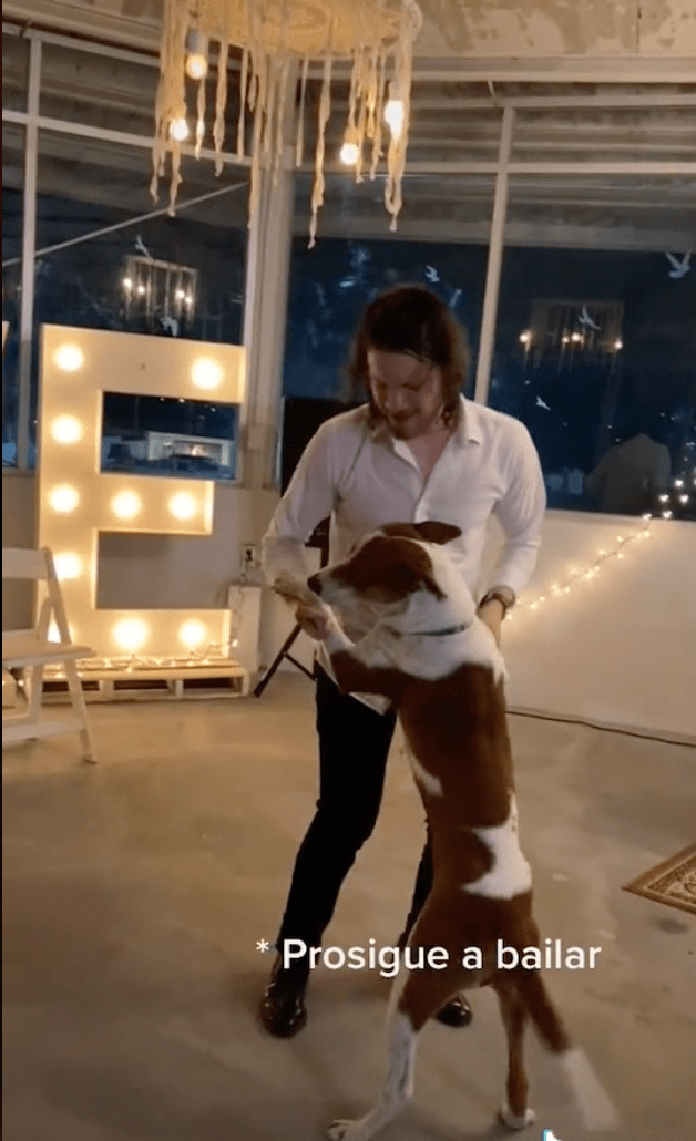 Suaves invitados: Perrito se cuela a boda y se vuelve viral en TikTok