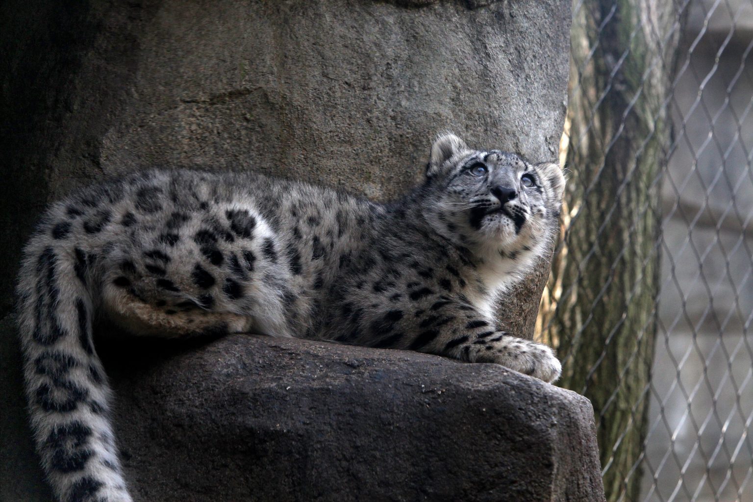 Tres leopardos de las nieves murieron por COVID-19 en zoológico de EU