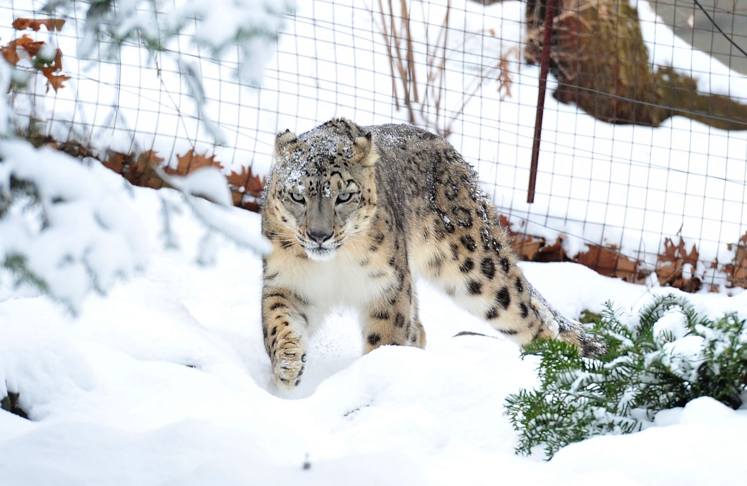 Tres leopardos de las nieves murieron por COVID-19 en zoológico de EU