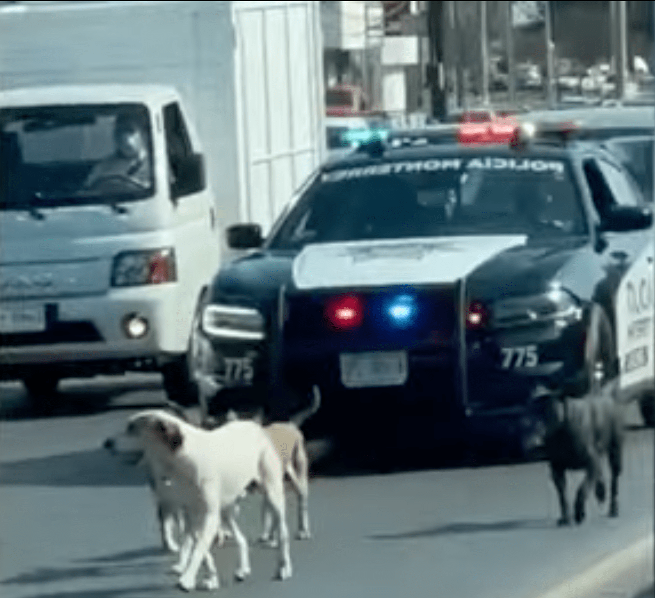 Policías detienen el tráfico para escoltar a unos perritos en Monterrey