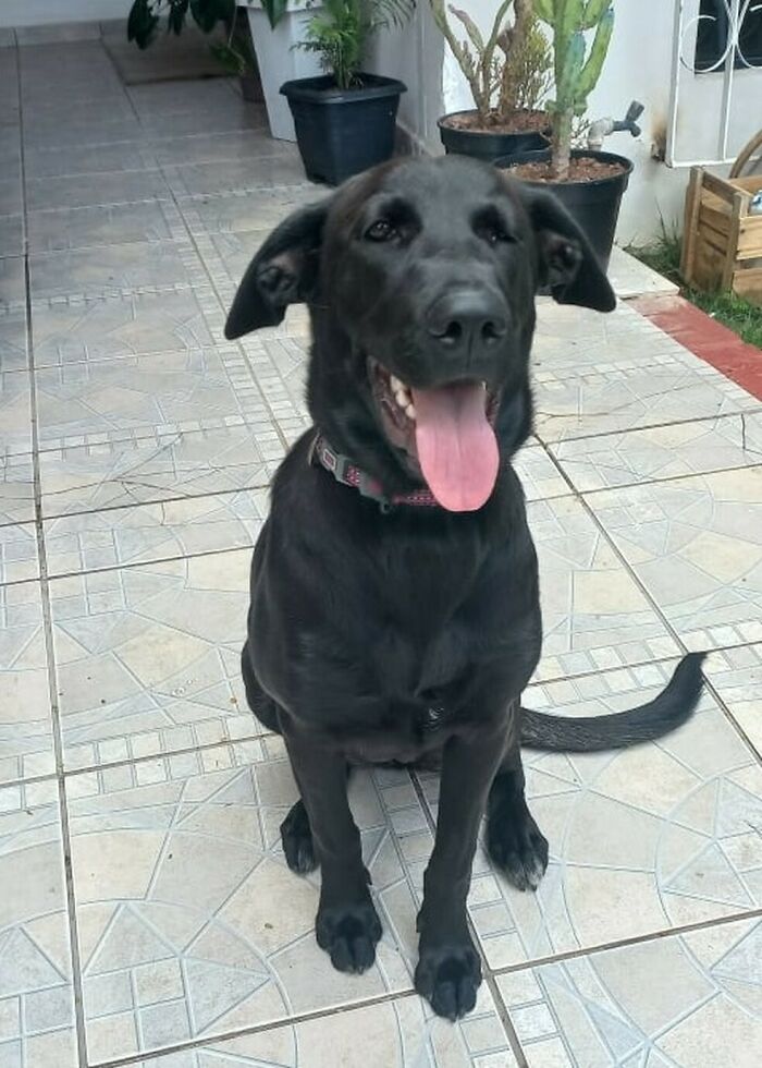 Abandonan a perrita en la calle con una nota, croquetas y una cobija